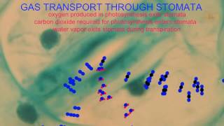 GUARD CELLS amp STOMATA [upl. by Attah]