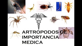 Artrópodos de importancia medica [upl. by Wilton]