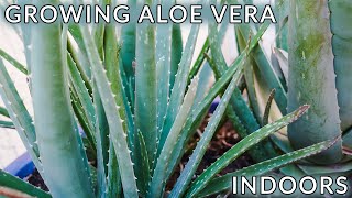 GROWING ALOE VERA INDOORS 5 REASONS YOU MAY BE HAVING PROBLEMS  JoyUsGarden [upl. by Eremahs]