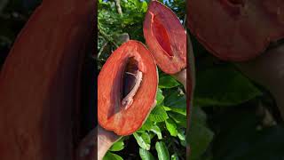 Harvesting amp Eating Magaña Mamey Sapote [upl. by Ifar]