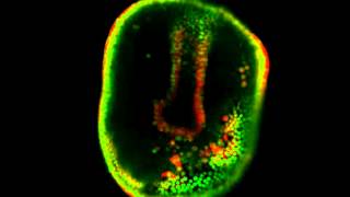 Développement deutérostomien [upl. by Lewls]