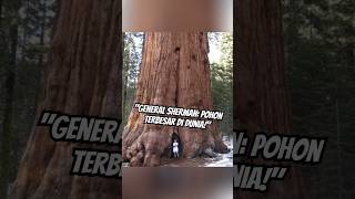 General Sherman Pohon Terbesar di Dunia faktameinarikfaktaunik [upl. by Serolod]