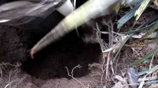 SAFETDIG Vacuum Excavating  Potholing Gas Line [upl. by Tonnie]