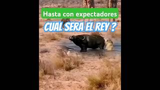 Cual sera el reyleyvafamilyvlog batalla leones bufalos peleando viralvideoshorts animales [upl. by Anirad]