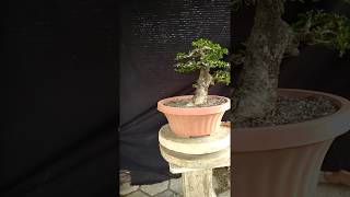 Bonsai Carmona Microphyla S99910 [upl. by Ahsieket]