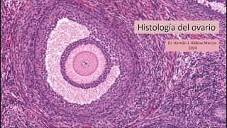 Genital femenino Histología del ovario [upl. by Sunev591]