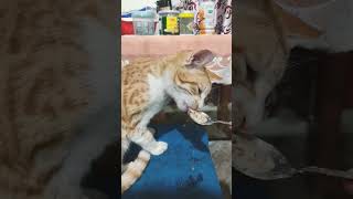 Spoon feed kitten cute baby cat [upl. by Papotto]