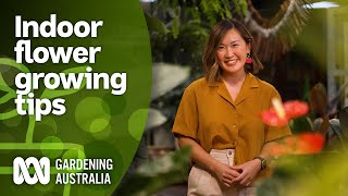 Tips and suggestions for growing indoor flowers  Indoor Plants  Gardening Australia [upl. by Male]