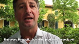 Highlights of Gavi DOCG [upl. by Medeah421]