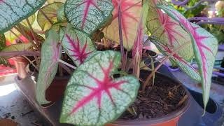 Baptisia and Caladium [upl. by Moazami453]