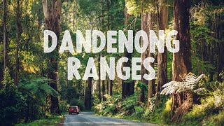 DANDENONG RANGES National Park  1000 Steps [upl. by Airym243]