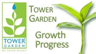 Tower Garden Growth Progress [upl. by Felix]