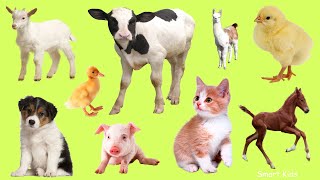 Learn names Baby Farm Animals in English  Learn Sounds of Cute Animals for Kids [upl. by Athalia38]