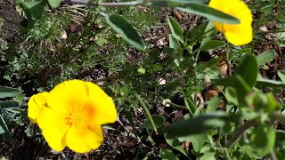 Eschscholzia californica var maritima  California Poppy Coastal Form care [upl. by Nefets158]