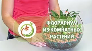 Как сделать quotФлорариумquot из комнатных растений Мастер класс практической флористики [upl. by Deloria843]