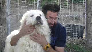 6 Il Pastore Maremmano Abruzzese cane da guardia versione in italiano [upl. by Burner]