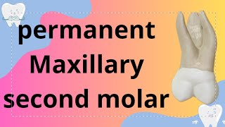 Permanent maxillary second molar [upl. by Anegue]