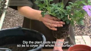 SYMBIOM MYCORRHIZA  treatment at planting  Symbivit  gel application [upl. by Redmond]