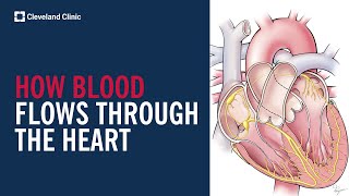 How Blood Flows Through the Heart [upl. by Kiehl378]