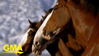 Budweiser brings back Clydesdales in 2024 Super Bowl ad [upl. by Elocel]