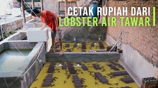 Jurus Sukses Budidaya Lobster Air Tawar Auto Untung Besar [upl. by Philippa]