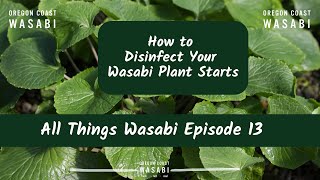 How to Disinfect Your Wasabi Plant Starts  All Things Wasabi Episode 13 [upl. by Kimberli98]