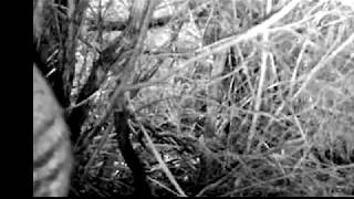 Striped animal on trail camera in Tasmania [upl. by Nibbor784]