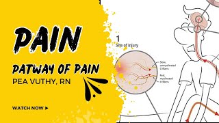 ផ្លូវនៃការឈឺចាប់  The Pathway of Pain [upl. by Cilurzo]