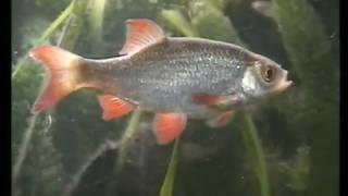 My Rudd in Cold water fish tank  Rotfeder im Aquarium 66 [upl. by Anilatak838]