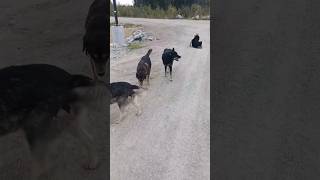 Hungry dogs following me Kasabonika Canada 🇨🇦 [upl. by Laverne319]