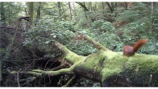 Ecureuils et chat forestier [upl. by Jodee177]