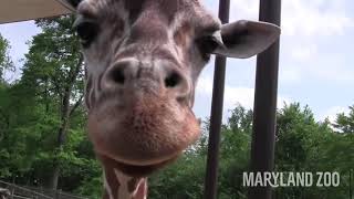 Giraffe Feeding at the Maryland Zoo [upl. by Nue585]