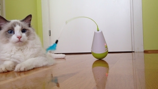 Fun with my new interactive cat toy [upl. by Anitrak]