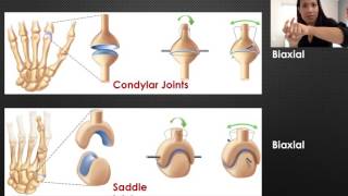 6 Types of Synovial Joints [upl. by Aneres727]