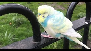 Releasing budgies into the wild  a tragic end [upl. by Yssenhguahs]