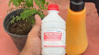 Hydrogen Peroxide H2O2 use on Plants ❌ Yes Or No LIVE 🤷‍♂️😱 [upl. by Aynuat]