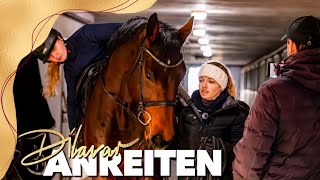 1 Aufsteigen bis zum 1 Trab 🤩  Anreiten unseres Junghengstes [upl. by Edrahc]