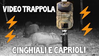 Video trappola avvistamento di cinghiali e caprioli di fronte al recinto elettrico nella mia vigna [upl. by Ellehcirt]