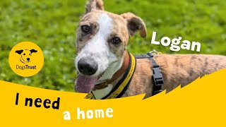 Logan the lovely Lurcher  Dogs Trust West Calder [upl. by Adamo]