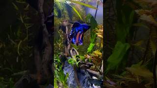 Why My Betta Fish Magically Changed Colours [upl. by Pedrotti782]