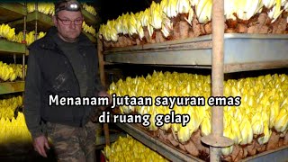 Cara petani menanam jutaan sayuran emas di ruang gelap  budidaya dan pemanenan belgian endive [upl. by Ellehcen818]