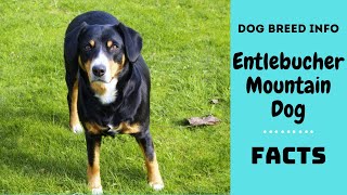 Entlebucher Mountain Dog breed All breed characteristics and facts about Entlebucher Mountain Dog [upl. by Lim]