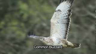 BTO Bird ID  Winter Buzzards Common and Roughlegged [upl. by Robin704]