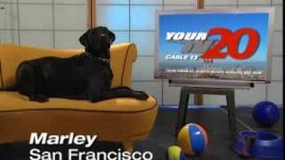 Your TV20 Dog Ids Marley from San Francisco [upl. by Dlarrej822]