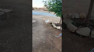 Buddy chasing OneEared Jack the cottontail rabbit [upl. by Eniamor]