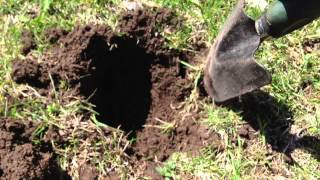 Mole trapping made easy 2013 [upl. by Atteinotna]