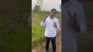 oil palm 🌲🌴🌴legendsaravana 🔔🎉👍🙏 👍 Saravana PG subscribe 🔔🎉👍🎉 dear 💖 [upl. by Mikeb609]