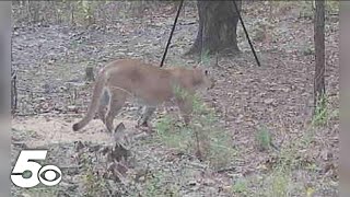 Mountain lion spotted on game camera in Arkansas [upl. by Kiehl72]