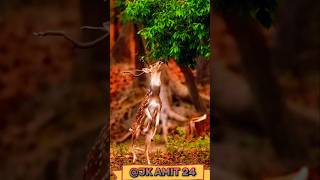 Funny barasingha Hiran funny comedy people block short hairstyle popular trendingvideo shortvideo [upl. by Nonnaihr86]