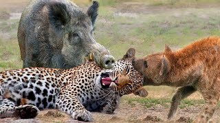 Most Amazing Moments Of Wild Animal 2022  Wild Discovery Animals Part2 [upl. by Gnay728]